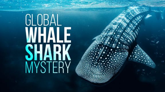 The Global Whale Shark Mystery