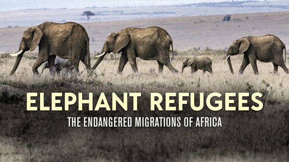 Elephant Refugees