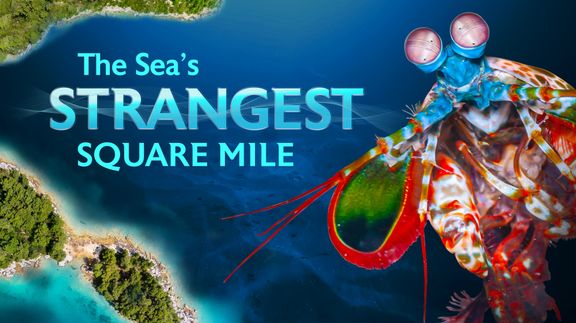 Sea's Strangest Square Mile