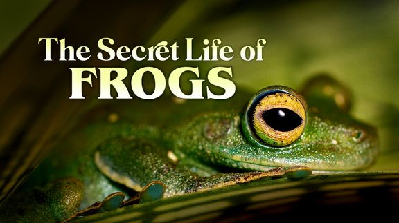 The Secret Life of Frogs