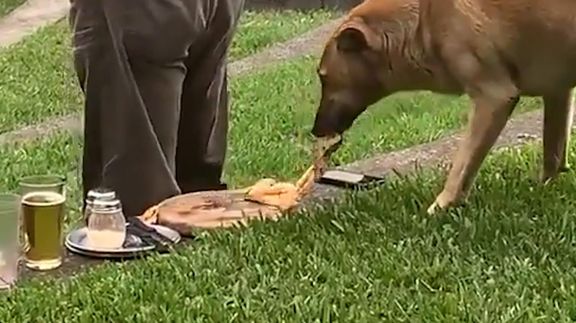 Dog Steals Pizza