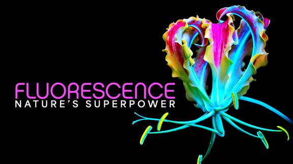 Fluorescence: Nature's Superpower