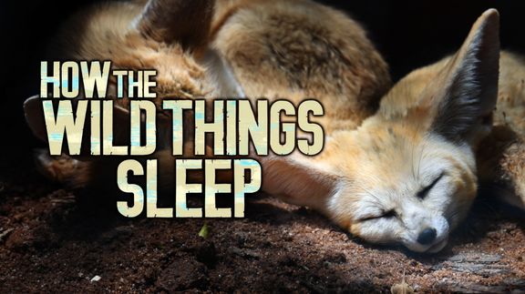 How the Wild Things Sleep