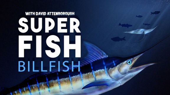 Billfish: Superfish with David Attenborough
