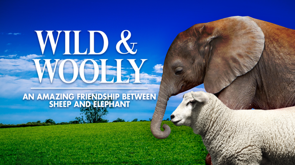 Wild and Woolly: An Amazing Friendship Between Sheep and Elephant