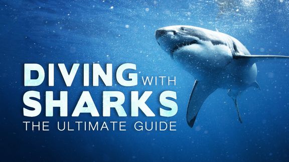 Diving With Sharks: The Ultimate Guide