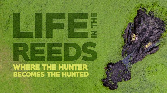 Life in the Reeds: Where the Hunter Becomes the Hunted