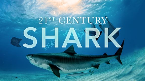 21st Century Shark
