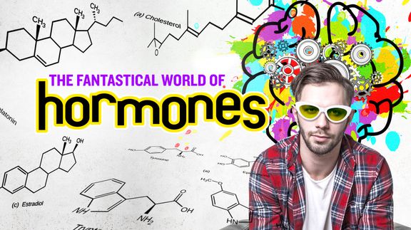 The Fantastical World of Hormones