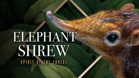 Elephant Shrew: Spirit of the Forest