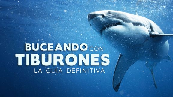 Buceando con Tiburones: la Guía Definitiva 