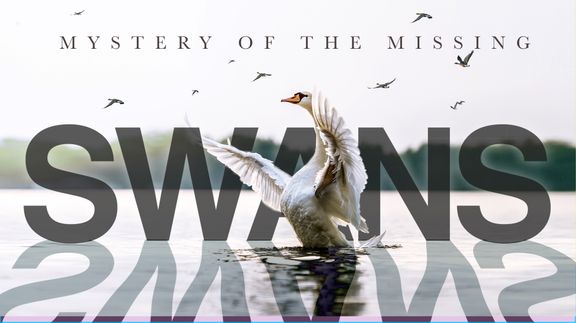 Swans: Mystery of the Missing