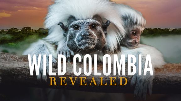 Wild Colombia Revealed 4K