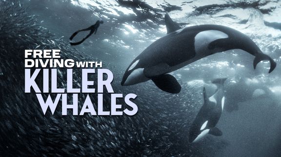 Free Diving With Killer Whales