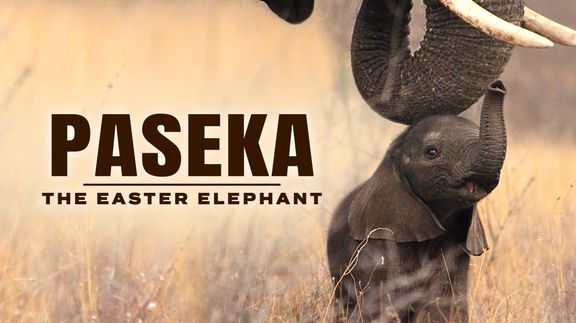 Paseka: The Easter Elephant