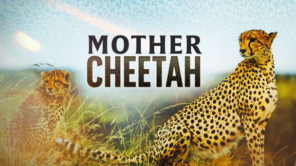 Mother Cheetah