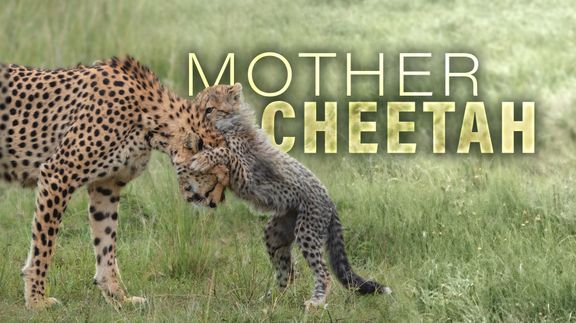 Mother Cheetah