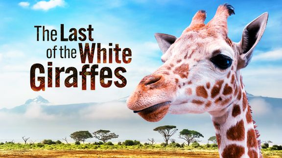 The Last of the White Giraffes
