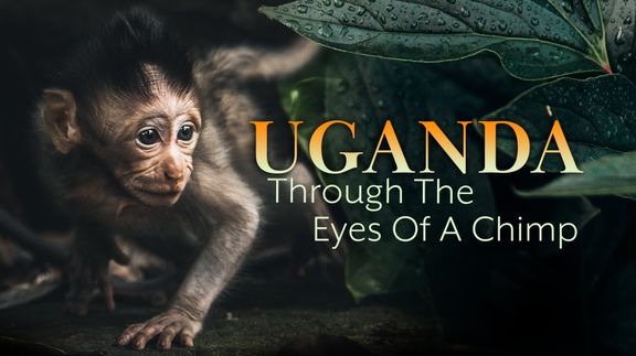 Uganda Through the Eyes of a Chimp