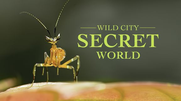Secret World