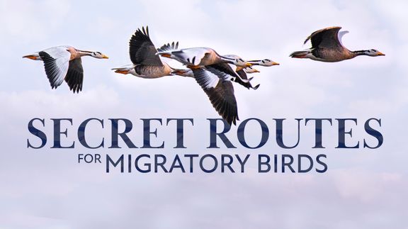 Secret Routes for Migratory Birds