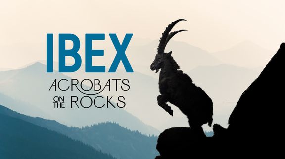 Ibex: Acrobats on the Rocks