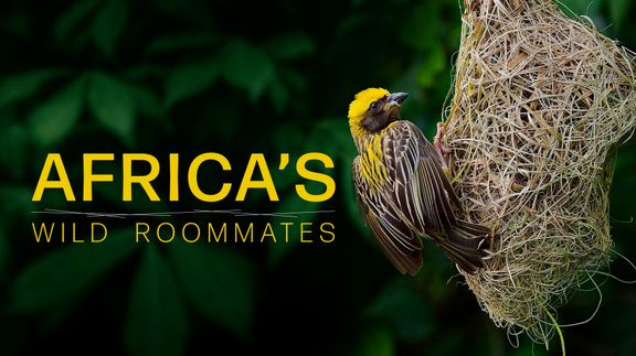 Africa's Wild Roommates