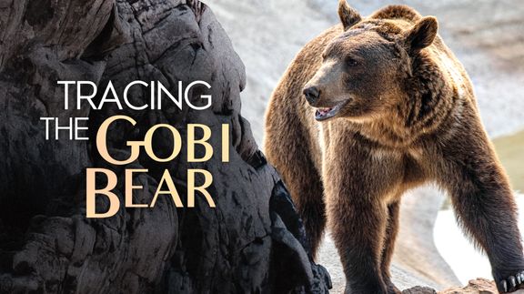 Tracing the Gobi Bear