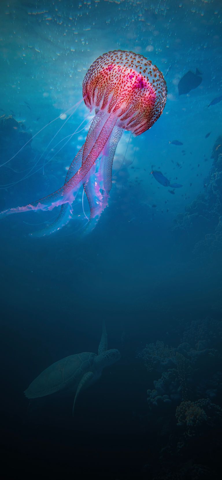 Ocean Wild