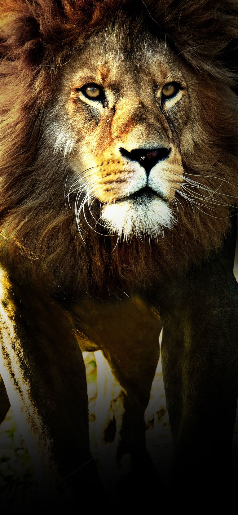 Wild Cats