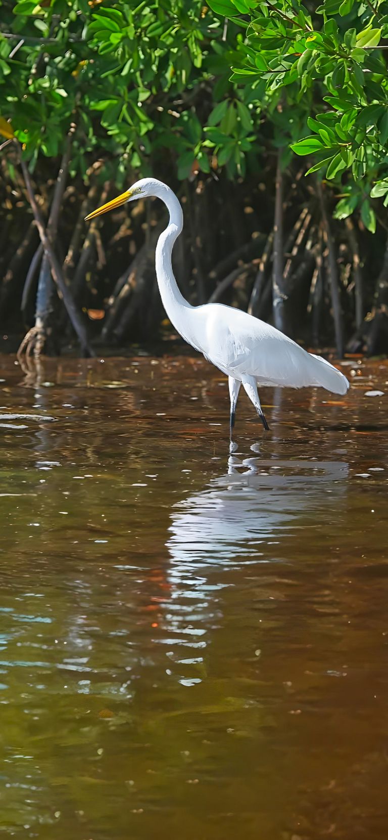 Wonderful Wetlands