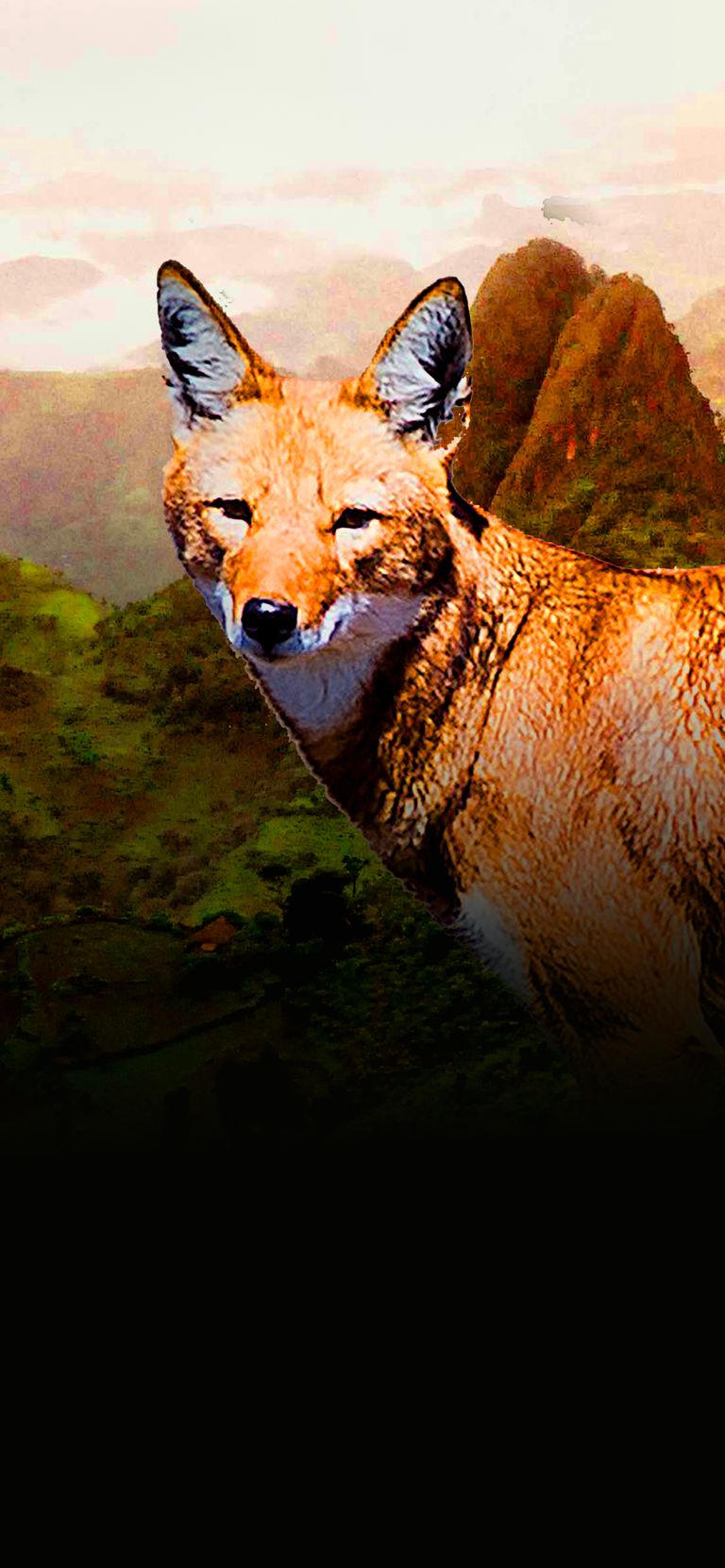 Megeti: Africa's Lost Wolf