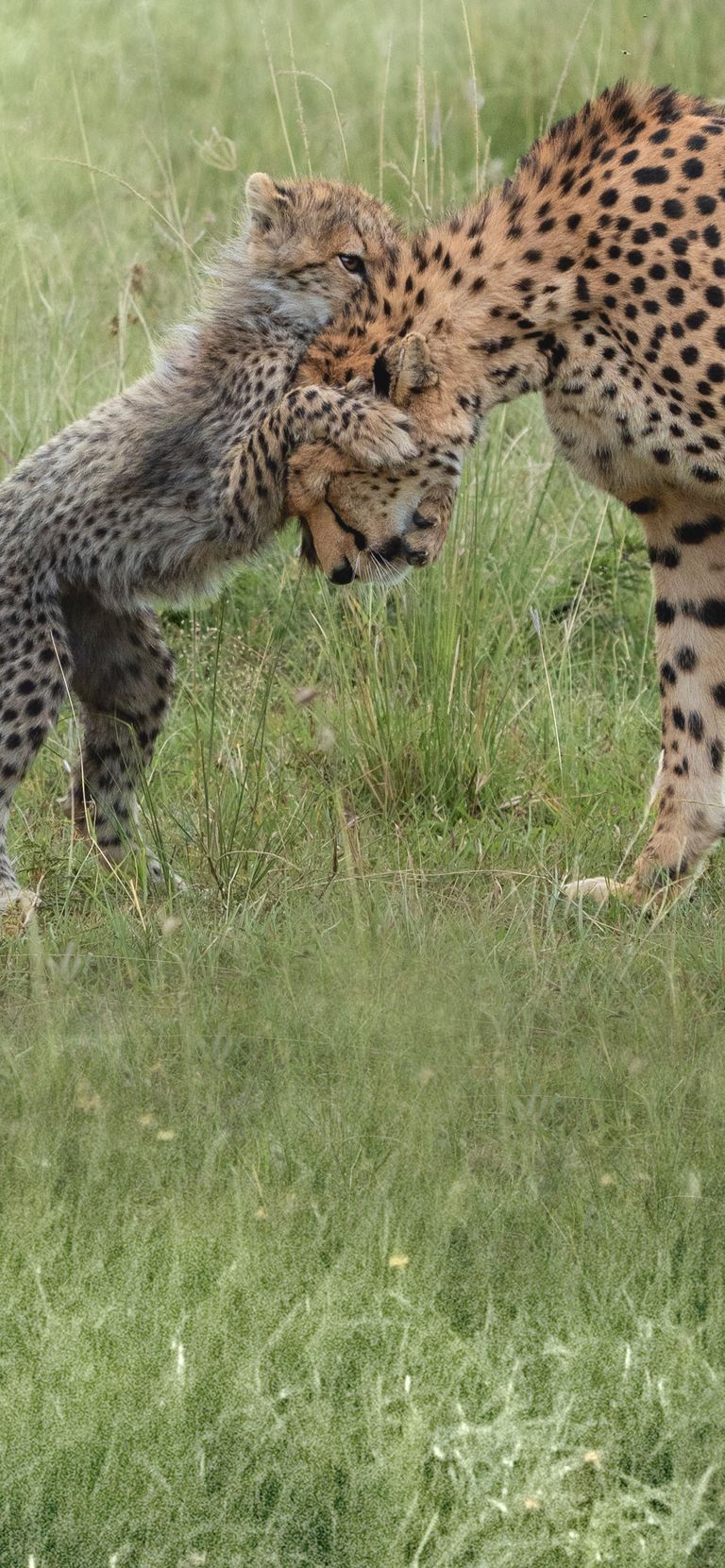 Mother Cheetah