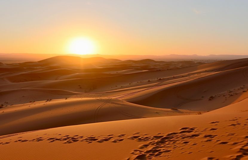 Surviving the Heat&#58; Incredible Animals &#38; Plants of the Sahara Desert