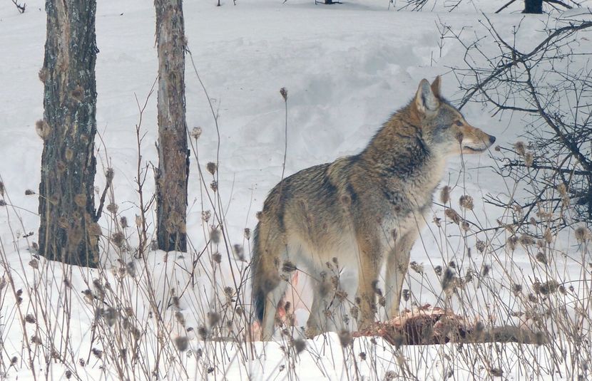 How Did the Wolf&#45;Coyote Hybrid Come to Be&#63;