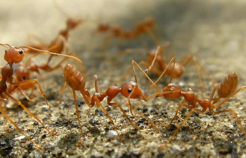 5 Frightening Facts about Fire Ants