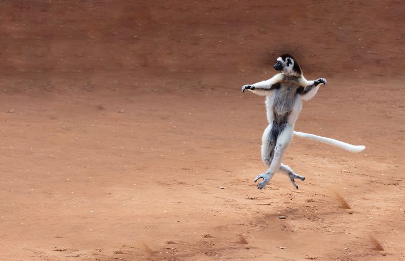 Leaping Lemurs and More&#58; 3 Astonishing Creatures of Madagascar