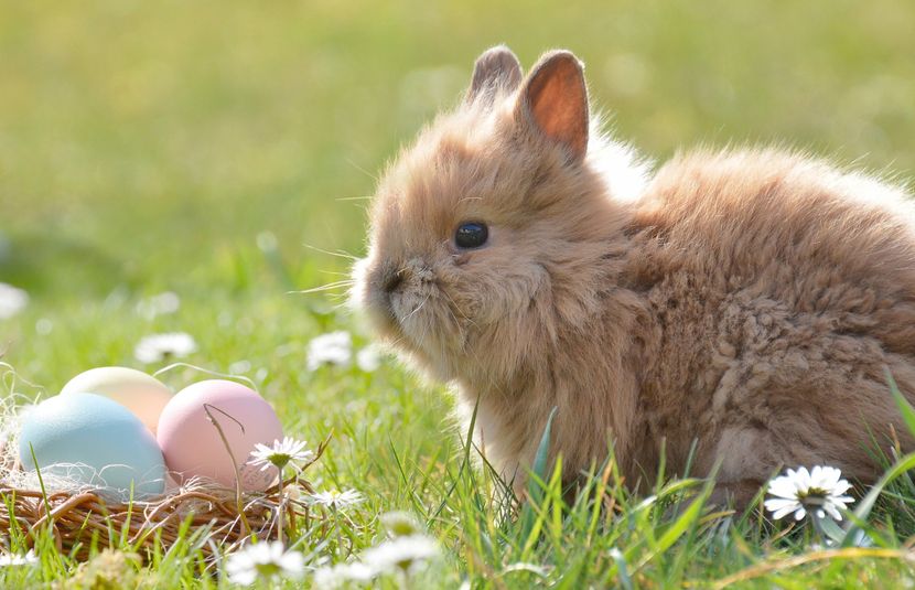 The Easter Bunny&#58; From Pagan Tradition to Modern Delight
