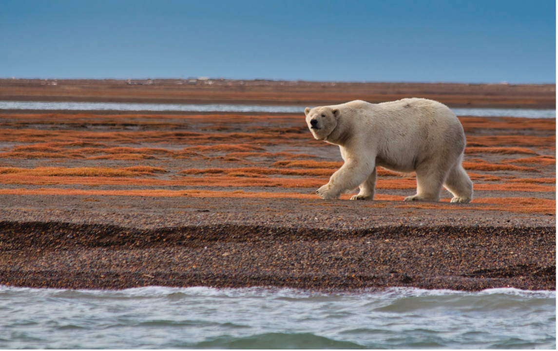 polar bear in wilderness