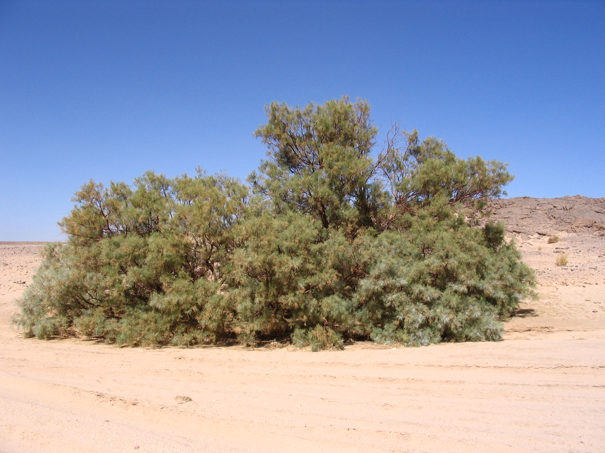 sahara vegetation