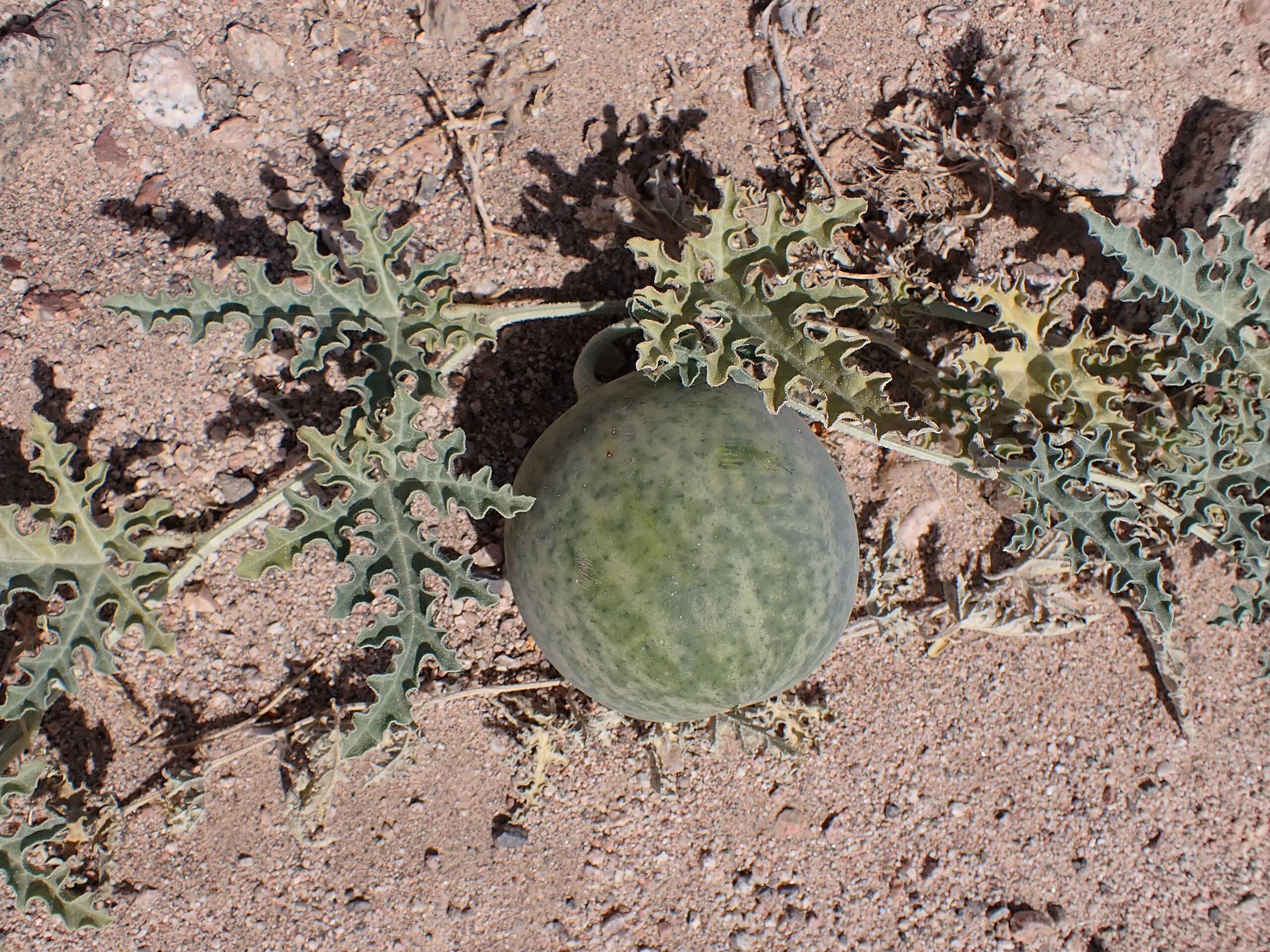 Human Influence on Sahara Flora