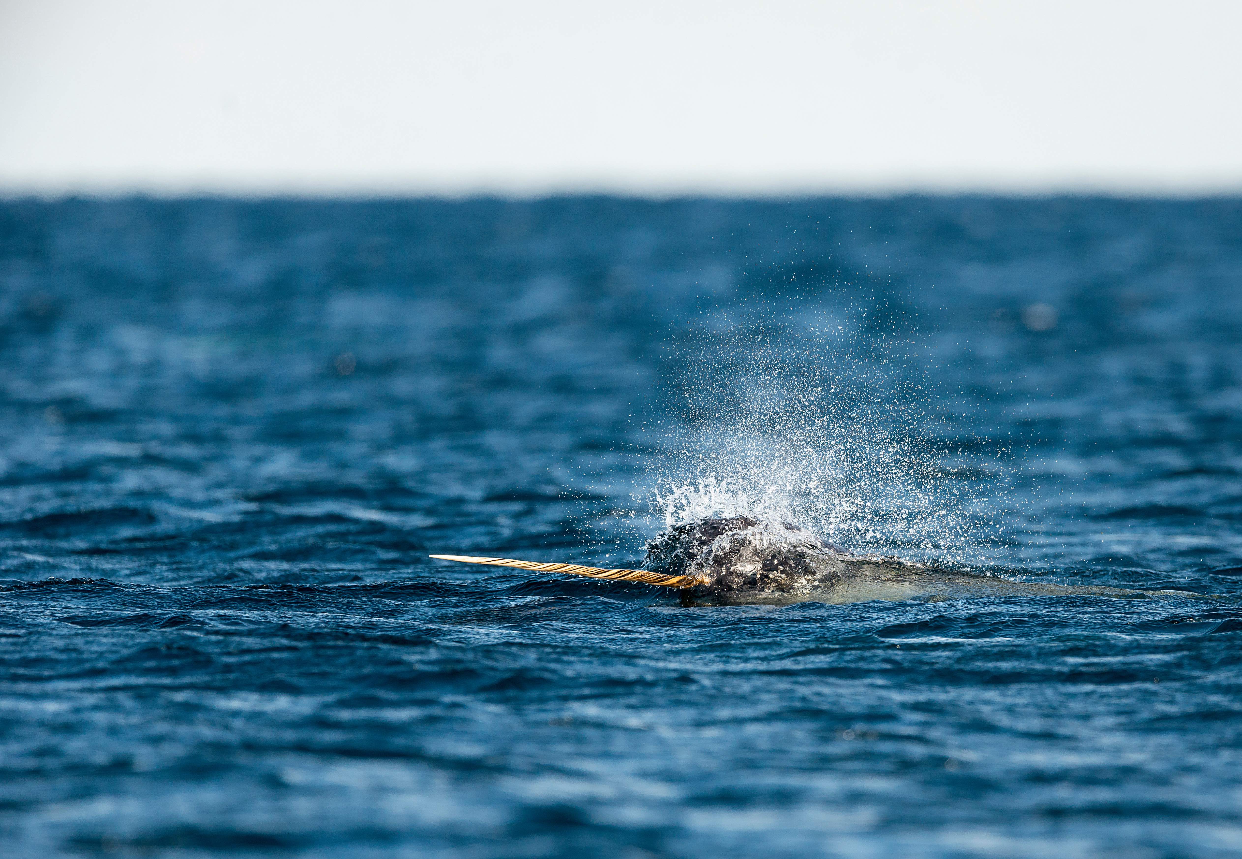 Unicorn of the Sea: Narwhal Facts, Stories